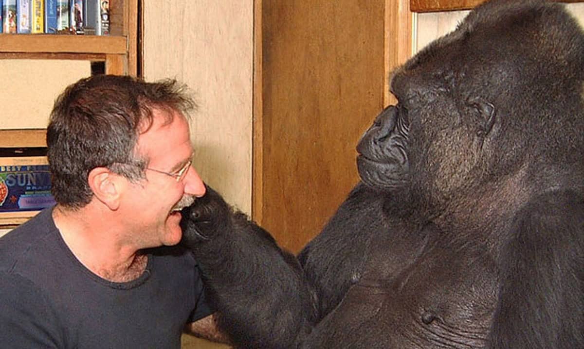 Koko meets Robin