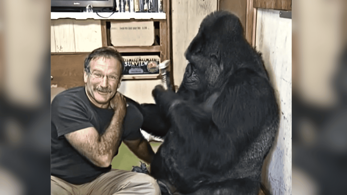 Memories of Robin and Koko