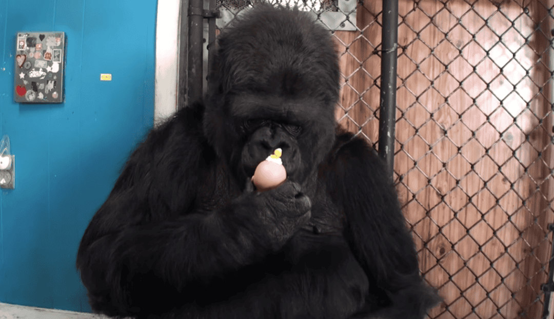 Koko the gorilla