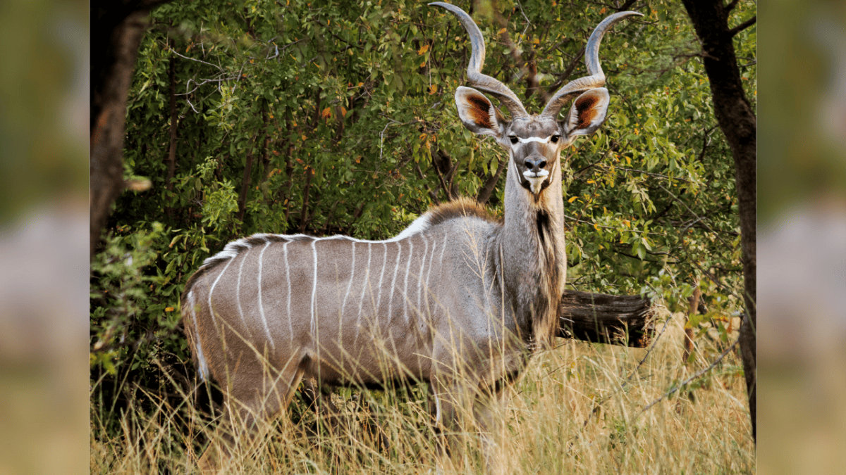 Greater Kudu
