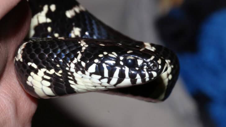 How King Snakes Hunt and Devour Venomous and Non-Venomous Snakes Alike