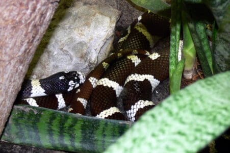 How King Snakes Hunt and Devour Venomous and Non-Venomous Snakes Alike