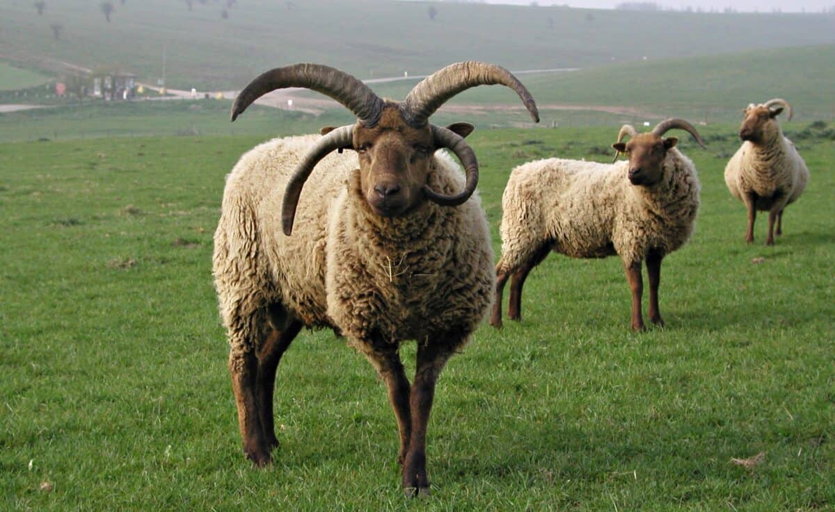 Loaghtan