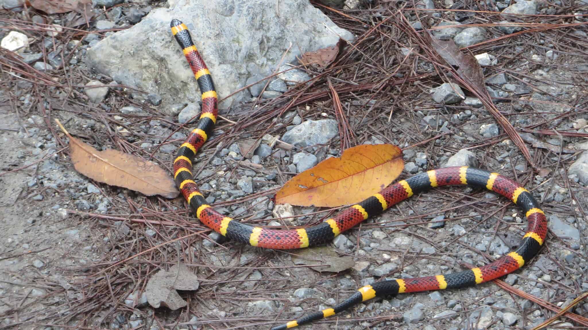 Texas Coral Snake
