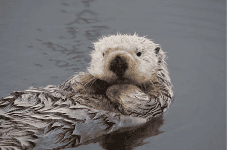 Otters in Japanese Cafés Is It A Cute New Trend or A Conservation Crisis?