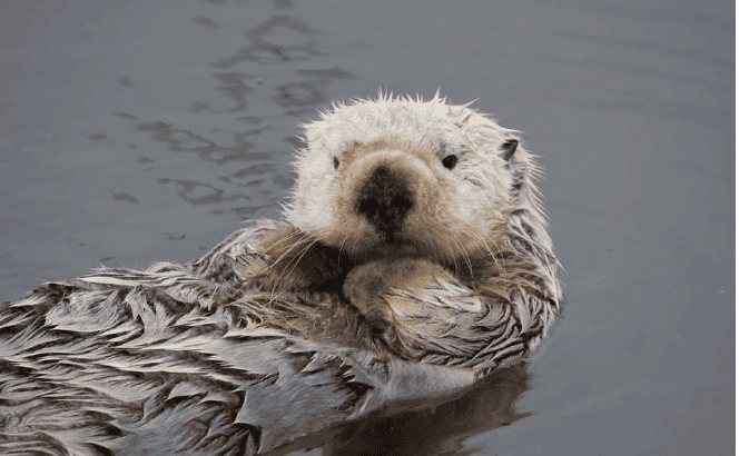 How Sea Otters Are Changing the Ecosystem in Oregon