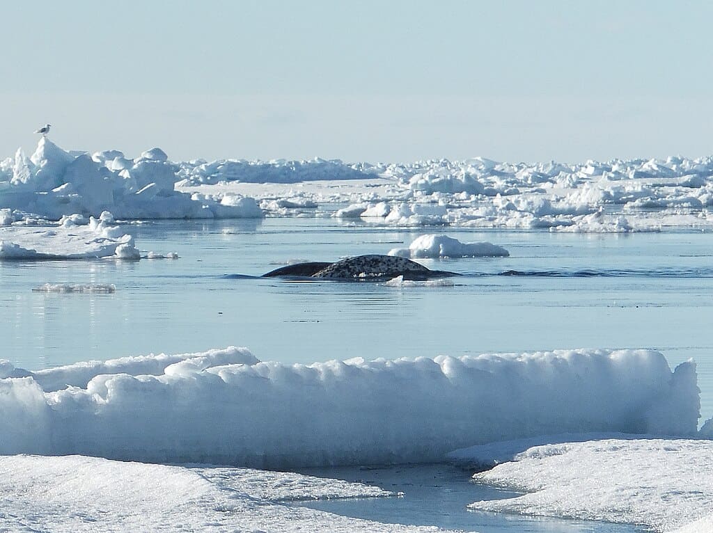 Narwhal at ice edge