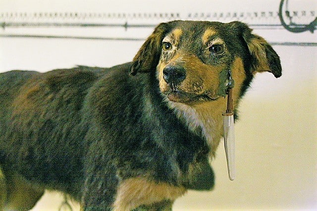 One of the many dogs Pavlov used in his experiments