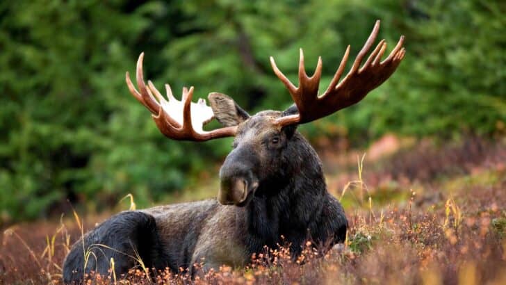 Top 10 Animals and Wildlife in Vermont
