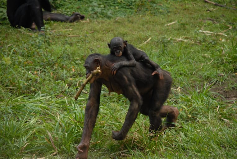 Bonobos.