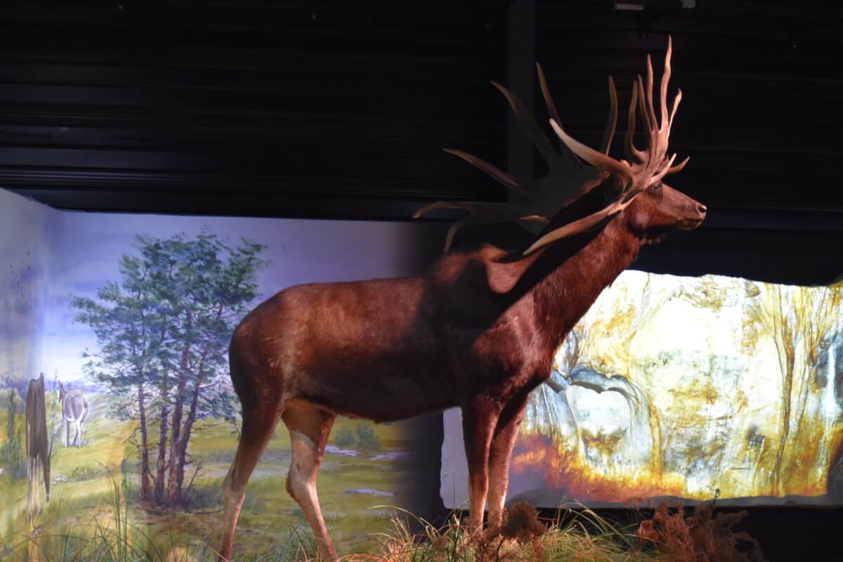 Irish elk model.