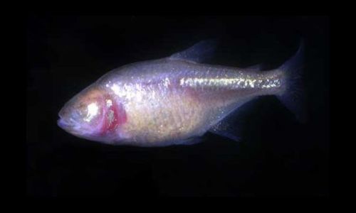 Blind Cavefish