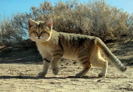 The Top 16 Cat Breeds Ranked By Cuteness