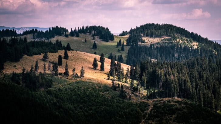 12 Wildlife Corridors Restoring Ecosystems Worldwide