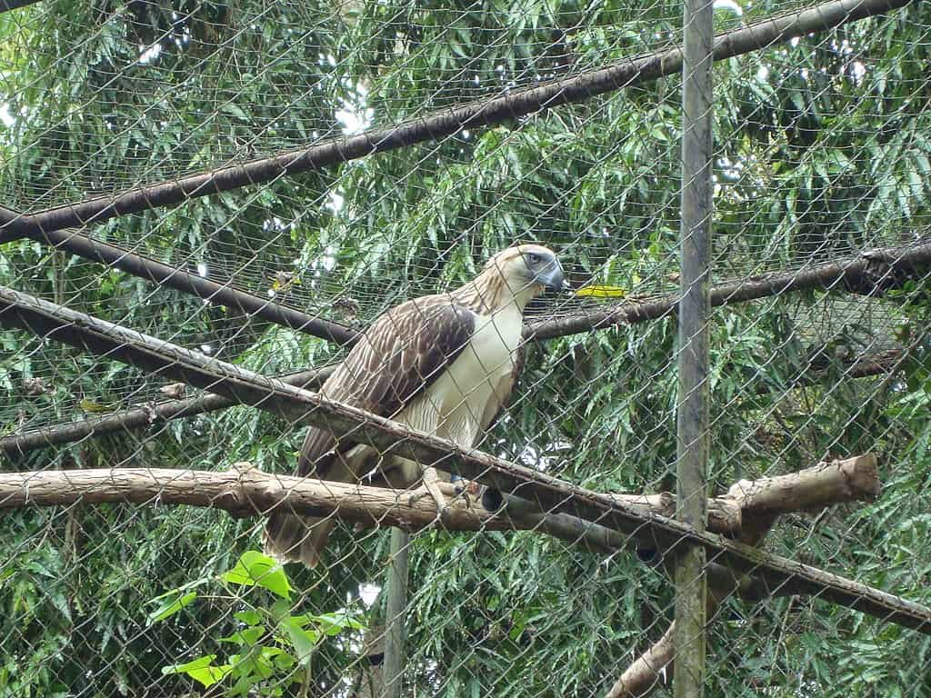 Philippine Eagle