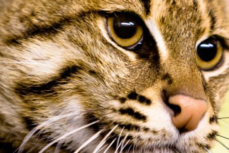 15 Laid Back cat Breeds for Those Who Love to Relax