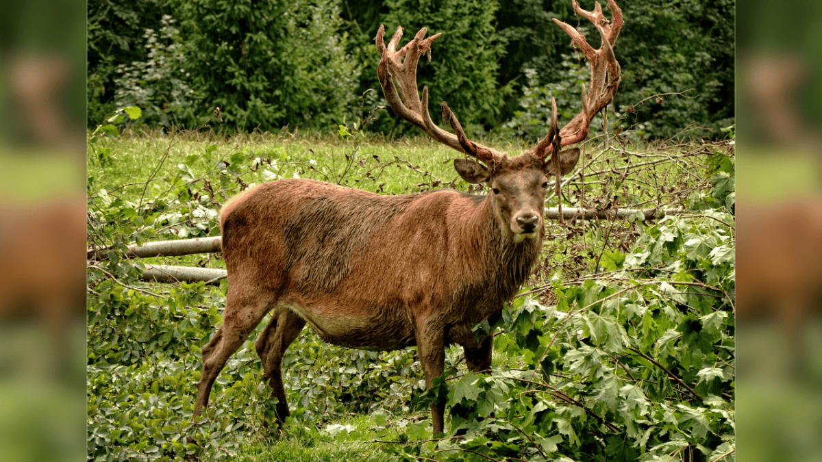 Red reindeer