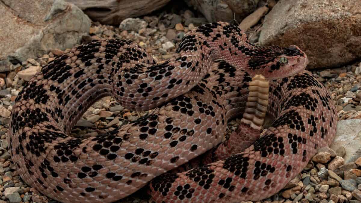 The Huamantlan Rattlesnake