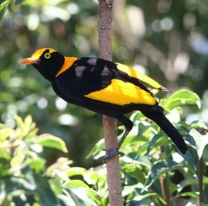 Regent bowerbird male