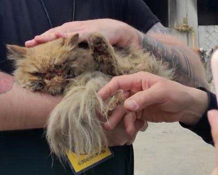 Rescue of a cat
