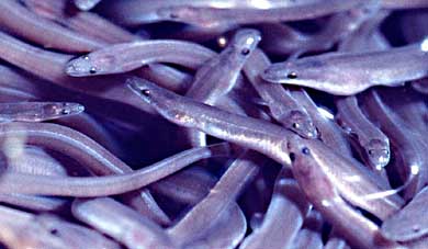 Juvenile american eels