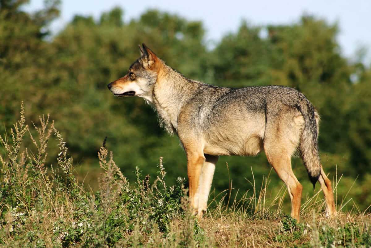 Wolf.