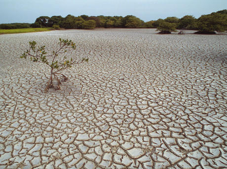Drought, Mangrove in parched land.