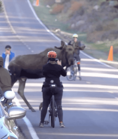 Rocky Mountain National Park Visitors Harass Limping 1,500-Pound Moose as Tourists Crowd Too Close