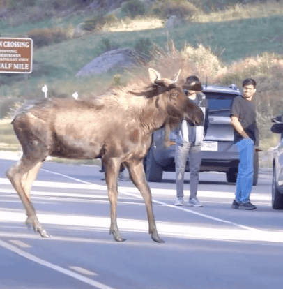 Rocky Mountain National Park Visitors Harass Limping 1,500-Pound Moose as Tourists Crowd Too Close