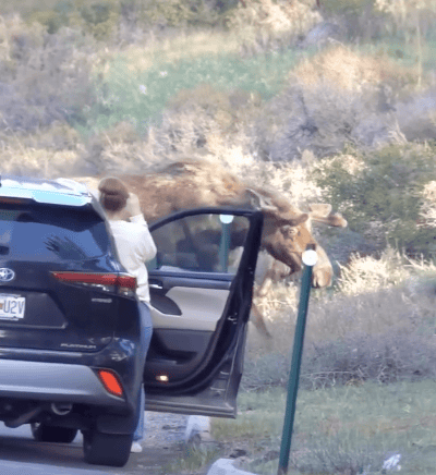 Rocky Mountain National Park Visitors Harass Limping 1,500-Pound Moose as Tourists Crowd Too Close