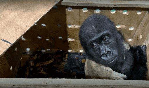 Turkish Authorities Rescue Five-Month-Old Baby Gorilla from Traffickers in Airport Bust