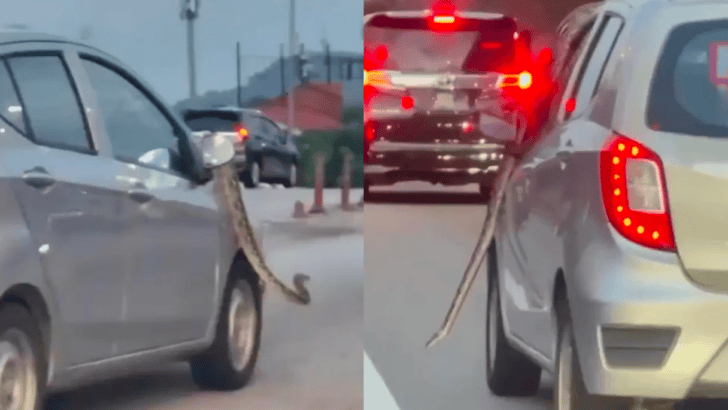 Massive 12-Foot Python Spotted Hitching a Ride on Moving Car in Kuala Lumpur