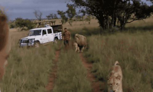 Lion Charges at Film Crew in Terrifying Encounter