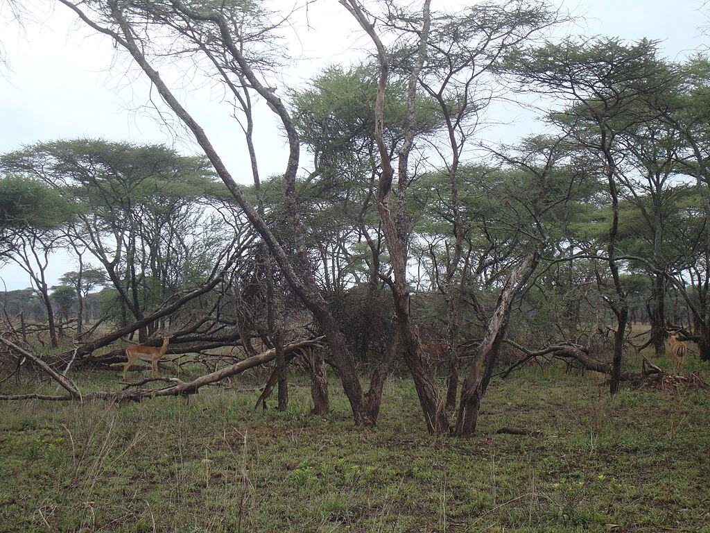 Serengeti National Park