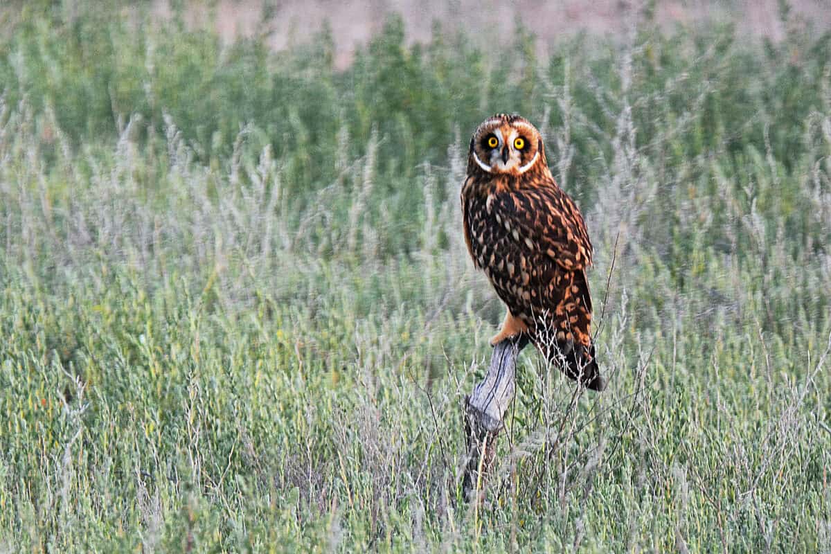 Owl morning hunt.