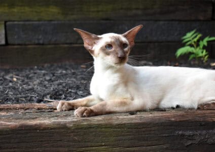 10 Cat Breeds That Are Known for Their Intelligence