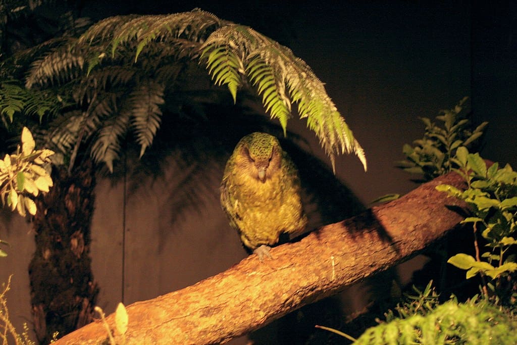 kakapo parrot