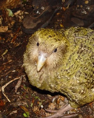 Kakapo