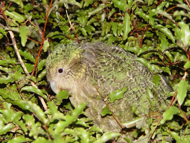 Camouflaged Kakapo