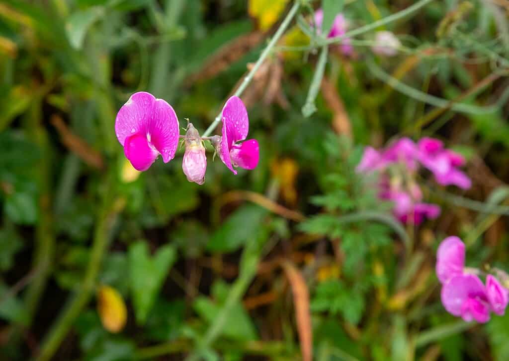 Sweet peas on Allmannstrasse