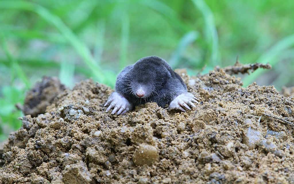Moles