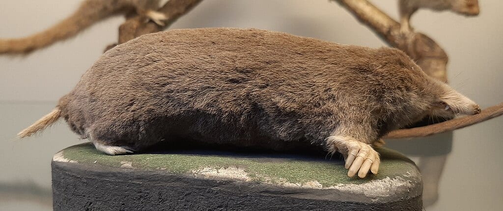 Moles