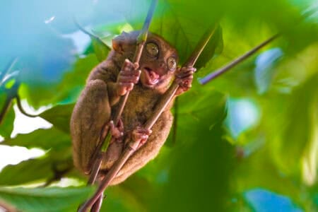 13 Animals Only Found on One Island - Animals Around The Globe