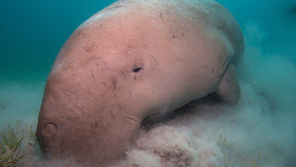 Dugongs
