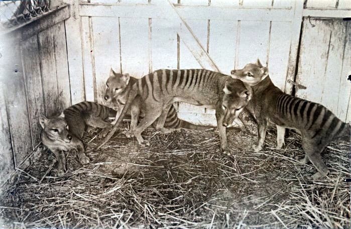 Thylacines