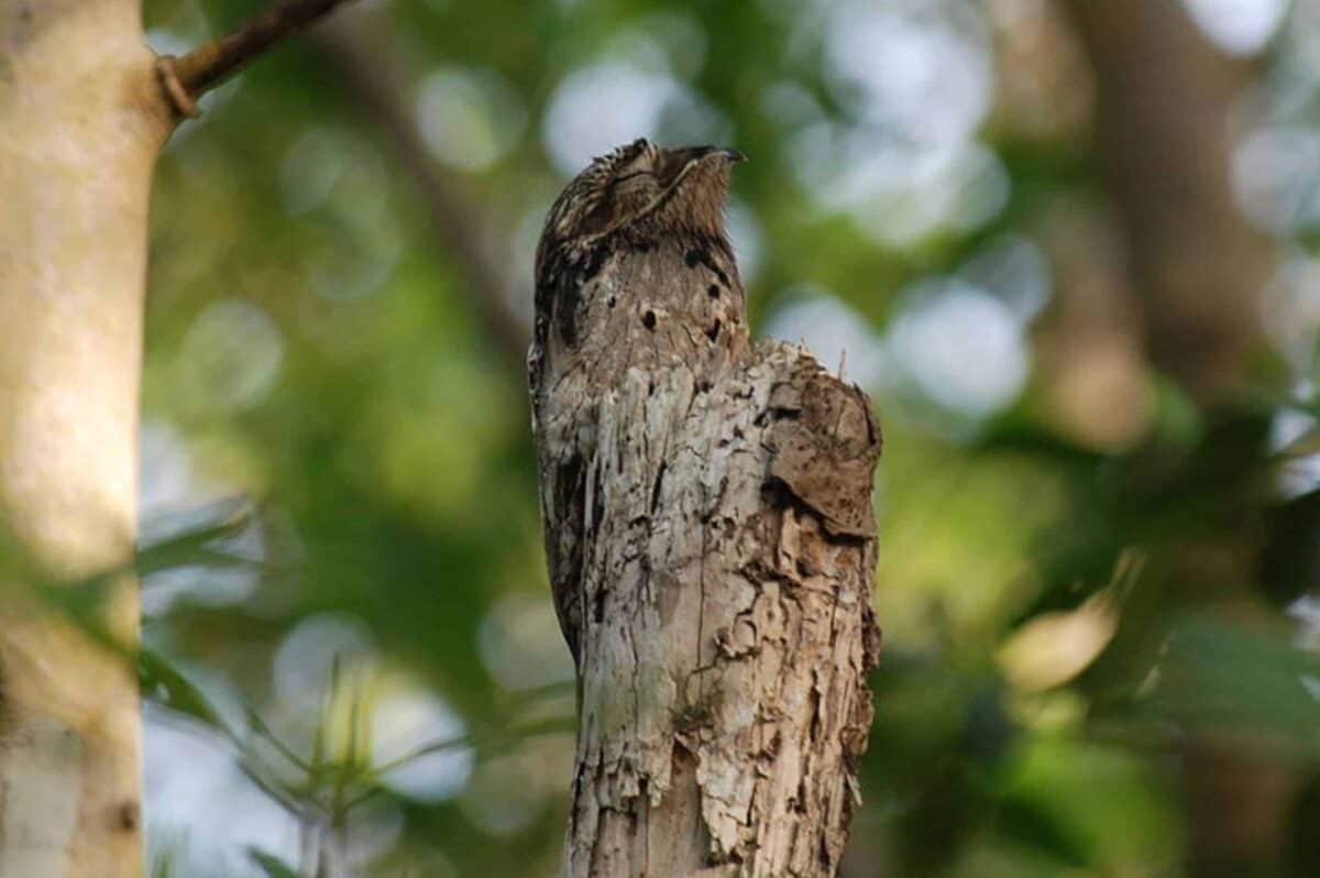 Potoo bird