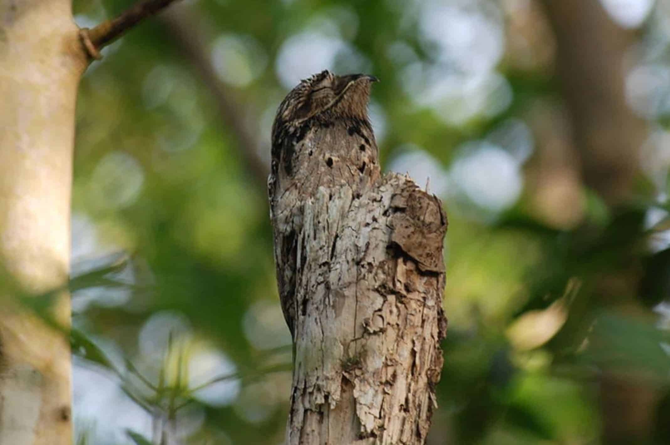 Potoo bird