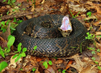 You Won&rsquo;t Find Cottonmouth Snakes In These US States