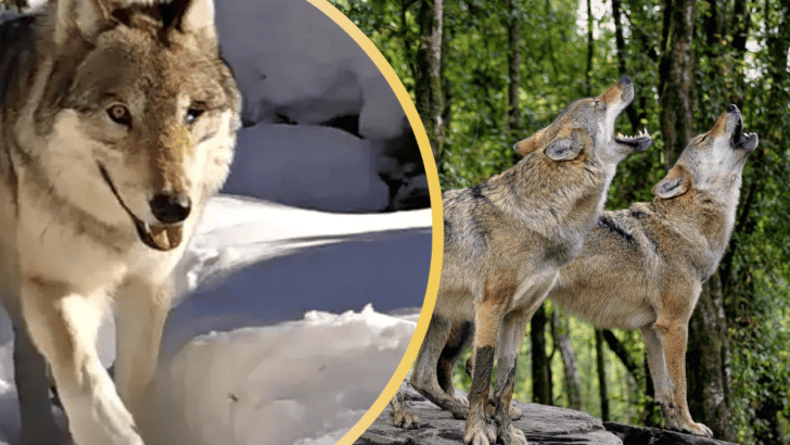 Yellowstone’s Most Famous Resident “Queen of Wolves” Dies After Fatal Skirmish with Rival Pack