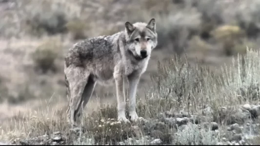 A Tribute How Wolf 907 F Outlived Her Lifespan to become Yellowstone’s Queen of Wolves